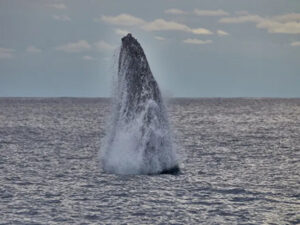 座間味でホエールウォッチング！クジラ遭遇率が高い理由やおすすめの時期を紹介