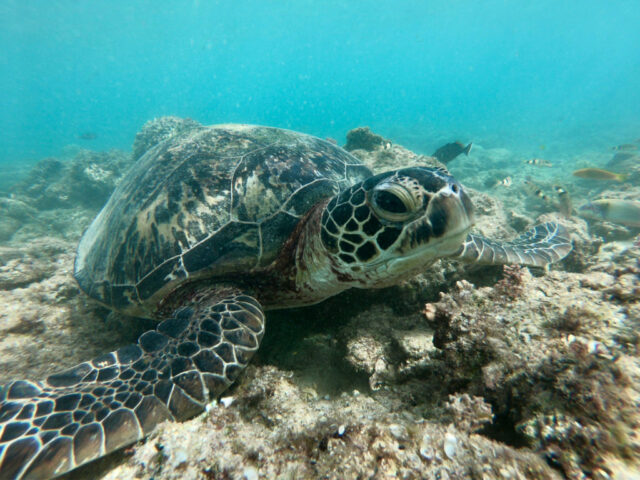 ウミガメと一緒に泳ごう！慶良間でウミガメを見るためには