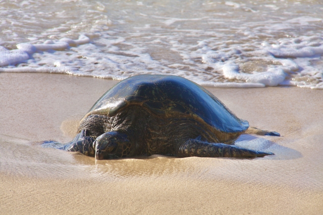 ウミガメ