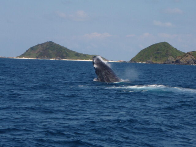 渡嘉敷島ホエールウォッチング｜ベストシーズンや那覇発あり・渡嘉敷島上陸付きおすすめホエールウォッチングツアーを紹介