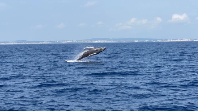 座間味でホエールウォッチング！クジラ遭遇率が高い理由やおすすめの時期を紹介