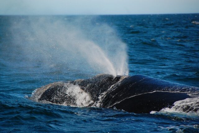 阿嘉島でホエールウォッチング！冬・春に輝く海の奇跡☆おすすめの時期やツアーを紹介