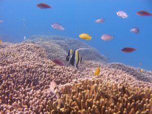 ダイビング中に見られる熱帯魚