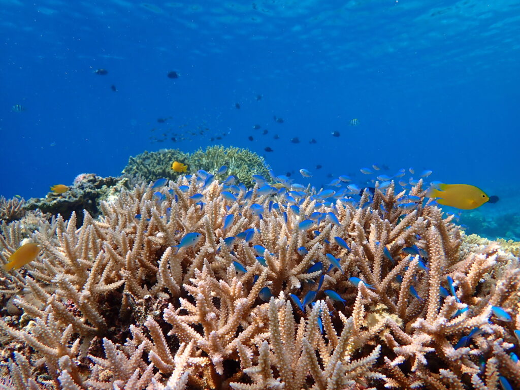 慶良間諸島で見られる熱帯魚とサンゴ