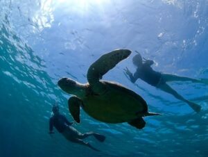 【慶良間諸島/阿嘉島/90分】ウミガメ遭遇率90％以上突破★5歳からOK！世界が恋する海でウミガメシュノーケルツアー《レンタル器材無料☆写真データプレゼント》