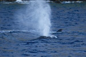 座間味でホエールウォッチング！クジラ遭遇率が高い理由やおすすめの時期を紹介