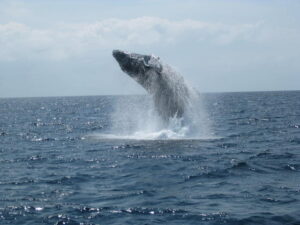 慶良間諸島で見られるクジラ