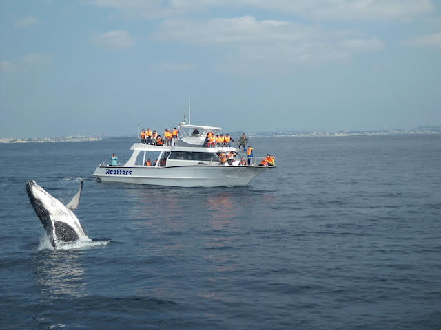 慶良間諸島で見られるクジラ