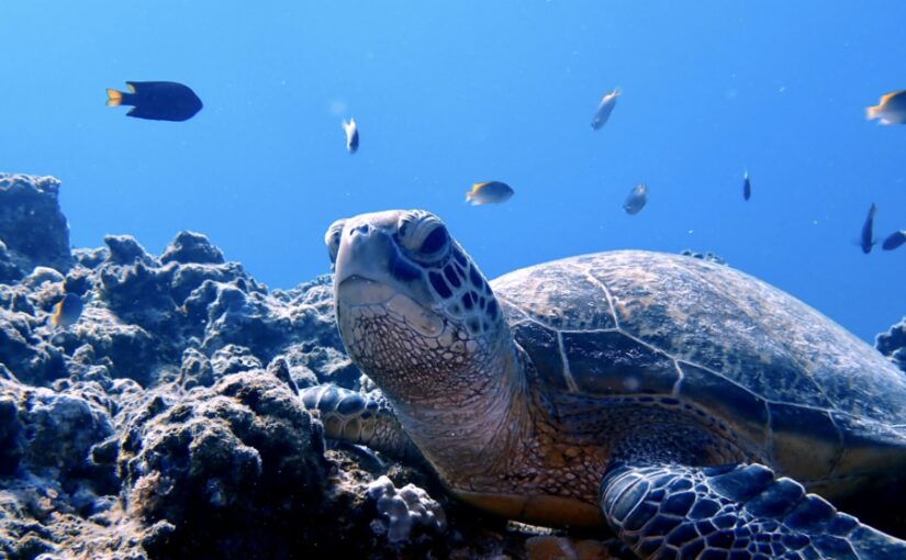 阿嘉島　ウミガメ