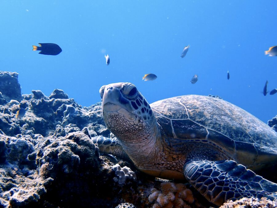 阿嘉島　ウミガメ