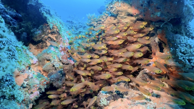キンメモドキの群れ 沖縄座間味島のダイビング