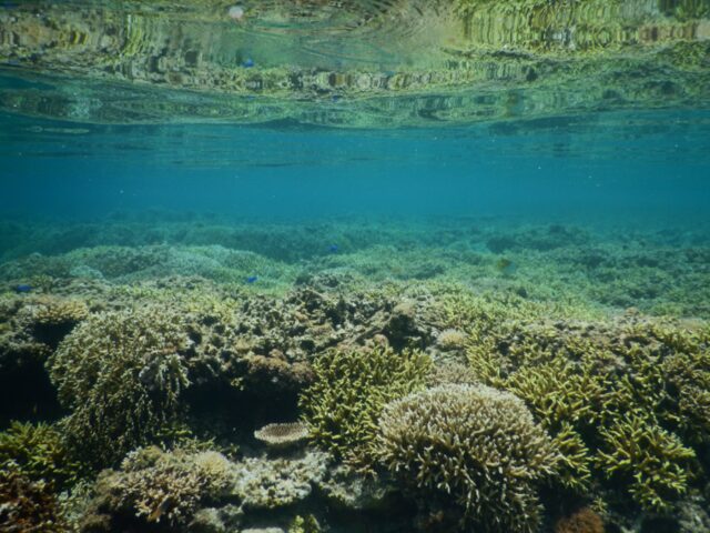 鏡のような水面のベタ凪の珊瑚　座間味島　シュノーケリング