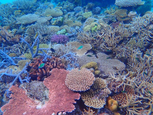 慶良間諸島で見られるサンゴ礁
