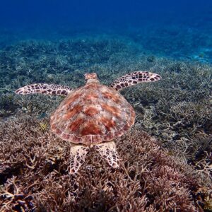 【慶良間/座間味島】1日中遊べてウミガメに会える☆無人島へ絶景カヤック＆シュノーケリングツアー《ランチ付き/写真無料/座間味島内送迎可》