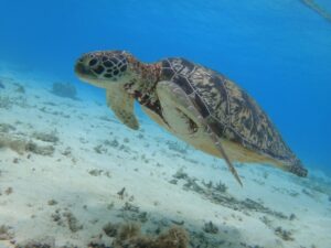 【渡嘉敷島/那覇or北谷発/日帰り】チャーター船で行く！ウミガメ遭遇率90%以上突破☆渡嘉敷島『阿波連ビーチ』ウミガメシュノーケリングツアー＜6歳から参加OK・昼食＆送迎付き＞