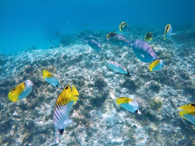 沖縄本島（那覇）から渡嘉敷島への行き方【フェリー・高速船乗船方法】を解説！料金＆時刻表、予約方法、島内交通手段もご案内