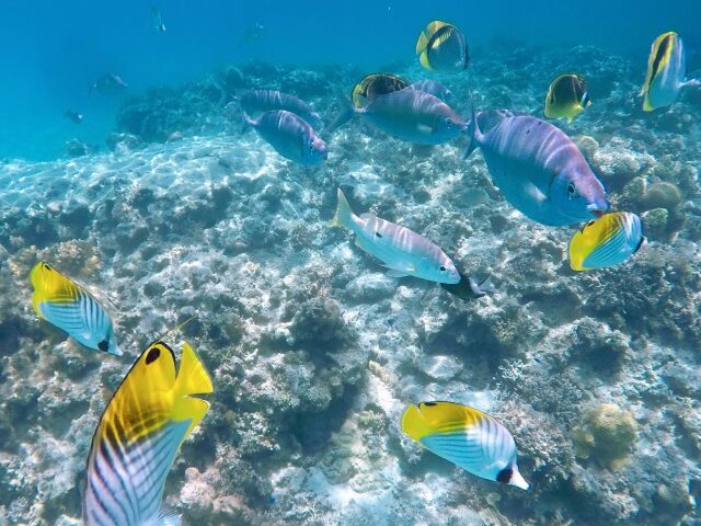 渡嘉敷島、シュノーケリング