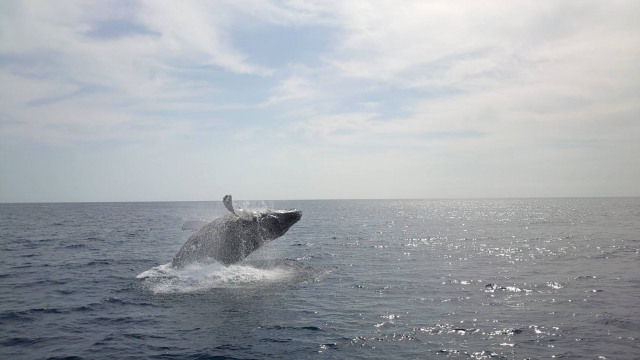 座間味でホエールウォッチング！クジラ遭遇率が高い理由やおすすめの時期を紹介