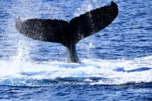 座間味でホエールウォッチング！クジラ遭遇率が高い理由やおすすめの時期を紹介