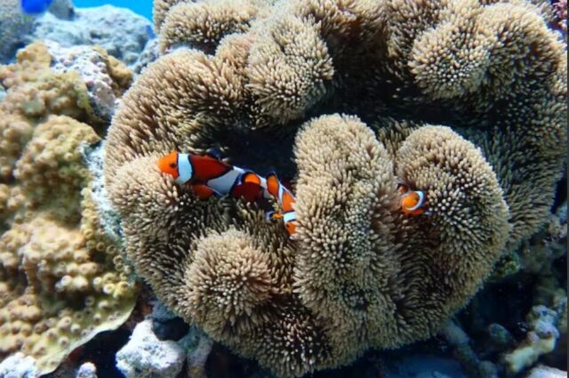 座間味　ダイビング　カクレクマノミ