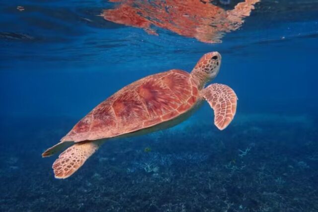 座間味　シュノーケリング　ウミガメ