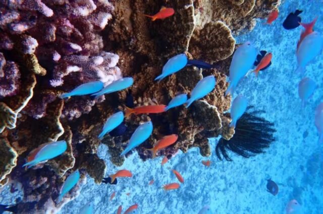 座間味　シュノーケリング　熱帯魚