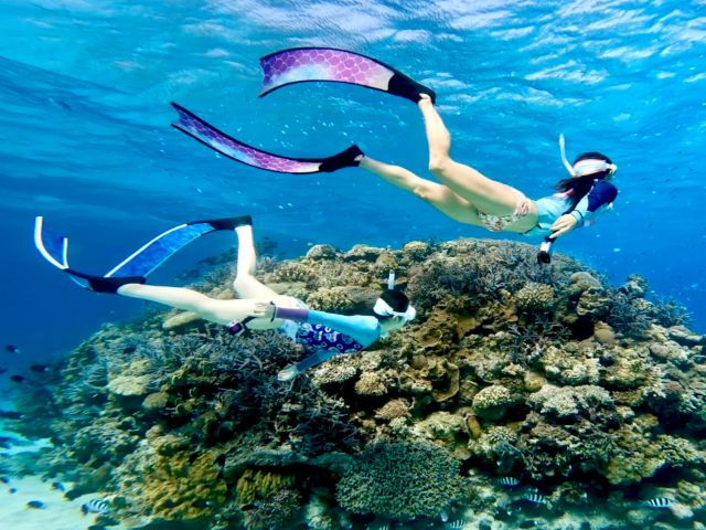 阿嘉島　シュノーケリング　サンゴ礁