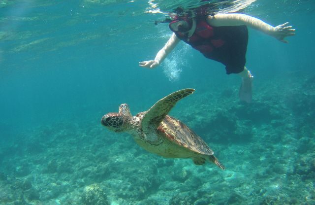 阿嘉島　シュノーケリング　ウミガメ