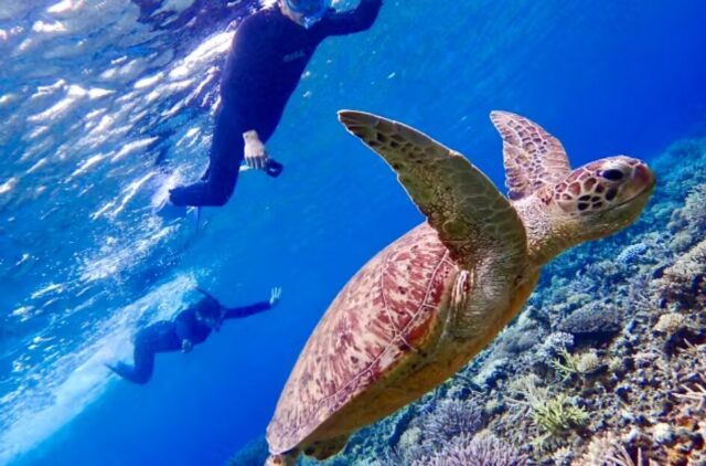 座間味 シュノーケリング ウミガメ