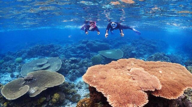 座間味　シュノーケリング　ケラマブルー