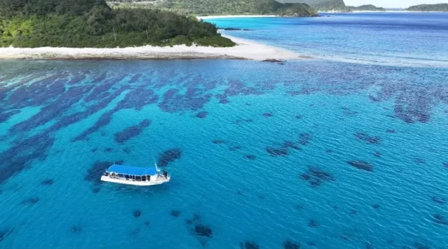 スキンダイビング　ウミガメ　座間味島