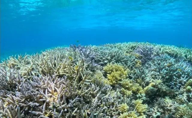 スキンダイビング　ウミガメ　座間味島