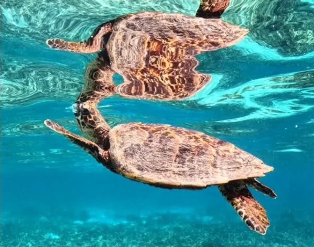 シュノーケリング　座間味島　ウミガメ