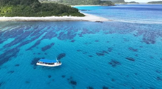 シュノーケリング 座間味島 ウミガメ