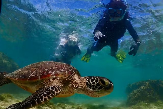 シュノーケリング　ウミガメ