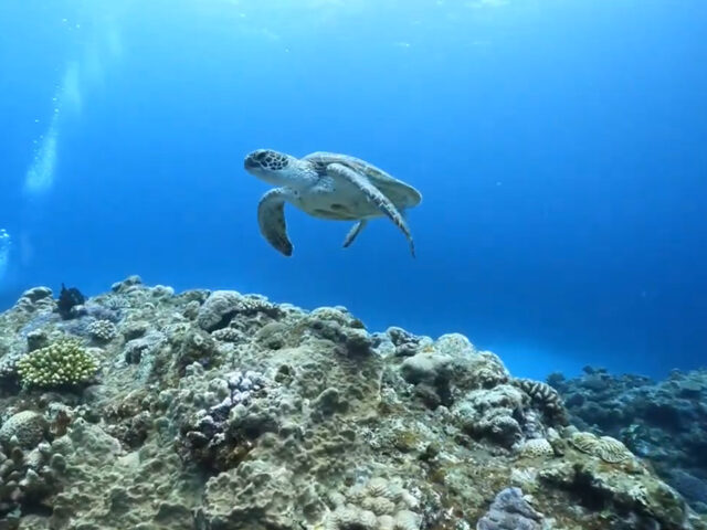サンゴ礁の上を泳ぐウミガメ、渡嘉敷島の水中風景