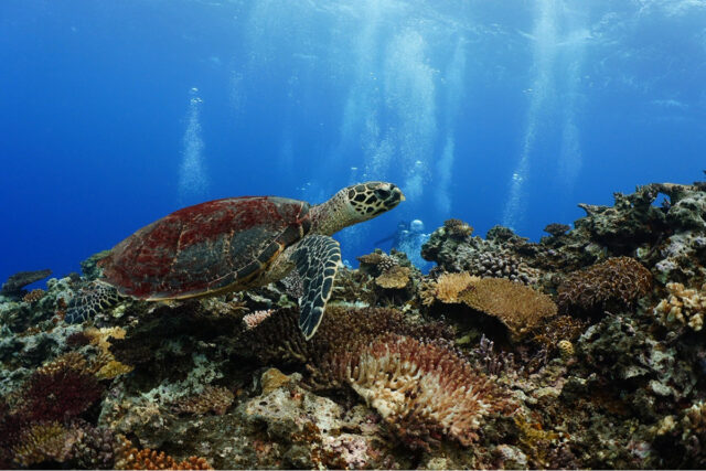 慶良間　ウミガメ　ダイビング
