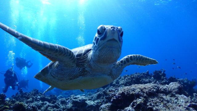 ウミガメ ダイビング