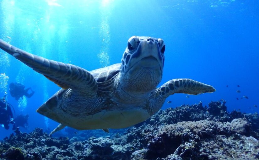 ウミガメ　ダイビング