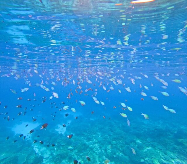 完全貸切チャーターでシュノーケリングかスキンダイビングを体験