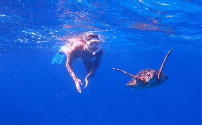 完全貸切チャーターでシュノーケリングかスキンダイビングを体験