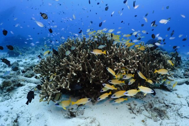 慶良間 ダイビング