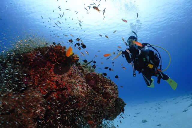 慶良間 ダイビング