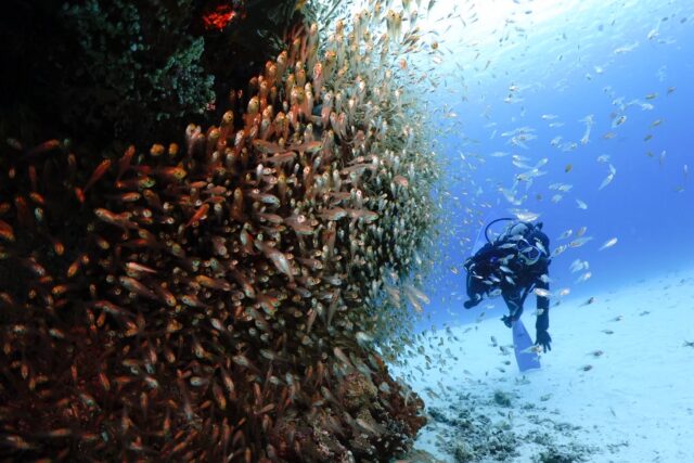 慶良間 ダイビング