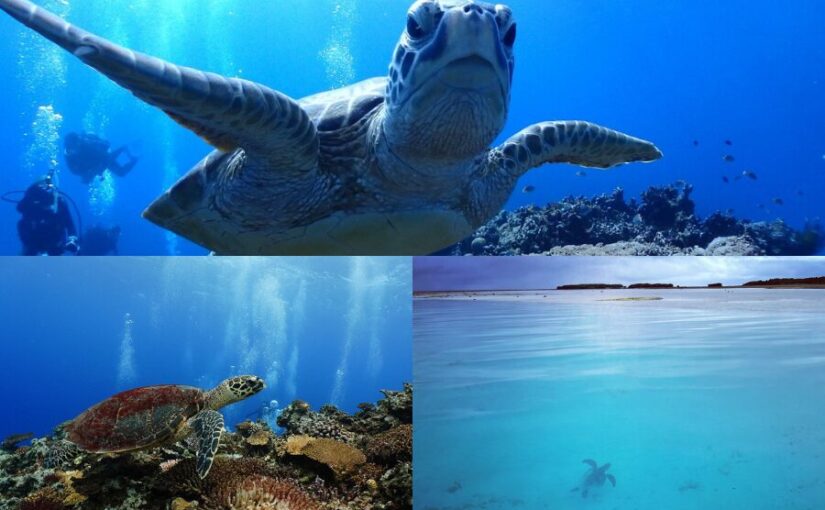 【慶良間諸島/1日】リピーター続出！ウミガメとの遭遇率も高い♪ケラマブルーダイビングツアー☆《Cカード必須＆写真動画付き》（No.419）