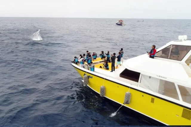 慶良間　ホエールウォッチング　大型船