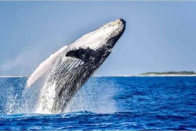 慶良間　ホエールウォッチング　くじら