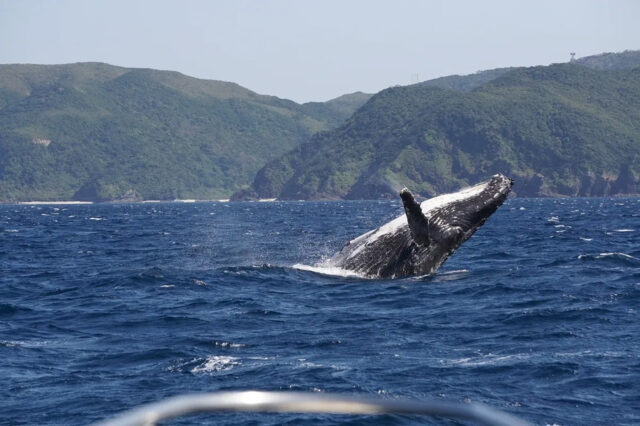 ホエールウォッチング