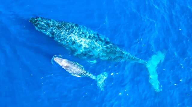 ホエールウォッチング