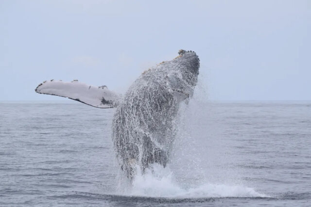 ホエールウォッチング